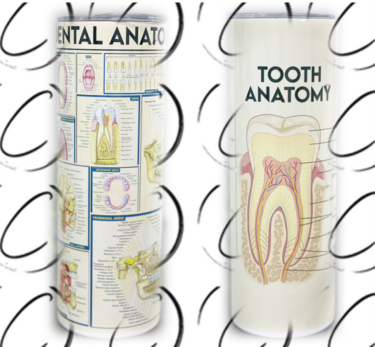 Dental Anatomy 20oz Skinny Tumbler